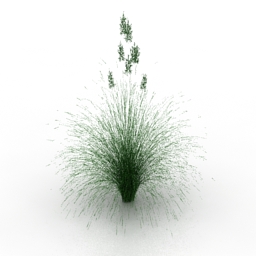 Plant lawn grass Idaho fescue 3d model
