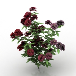 Rose bush 3d model free
