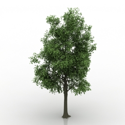 Tree 3d model