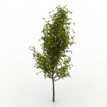 c4d tree