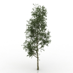 Tree Poplar 3d model