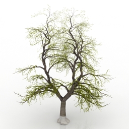 Tree large ash-stripped 3d model