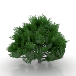Tree thuja 3d model