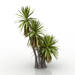 Palm Yucca aloifolia 3d model
