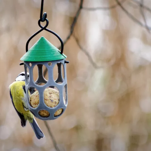 K1 bird feeder