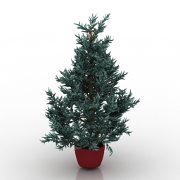 Blue spruce in a pot 3d model