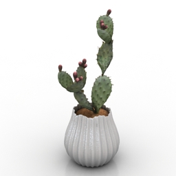 Cactus plant 3d model