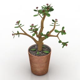 Plant Crassula 3d model