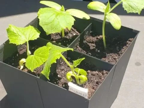 Split seedling pot square