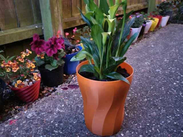 Huge plant pot 