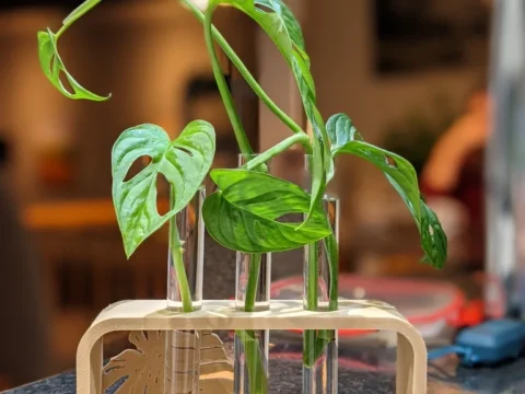 Plant Propagator - Monstera Design 3d model