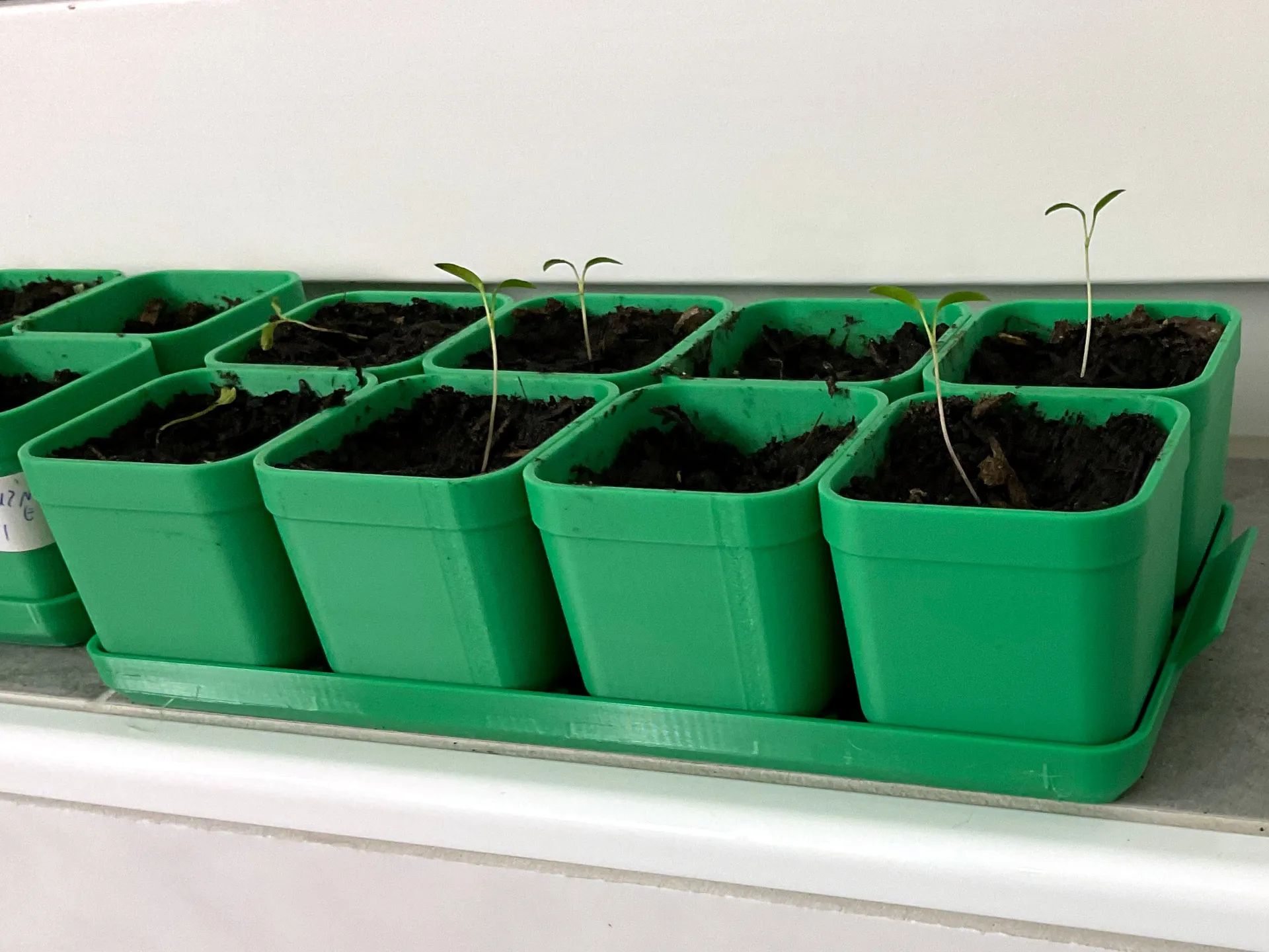 Seed Starter Kit 3d model