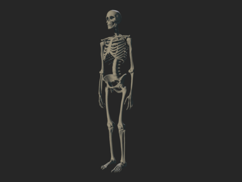 Skeleton 3d model