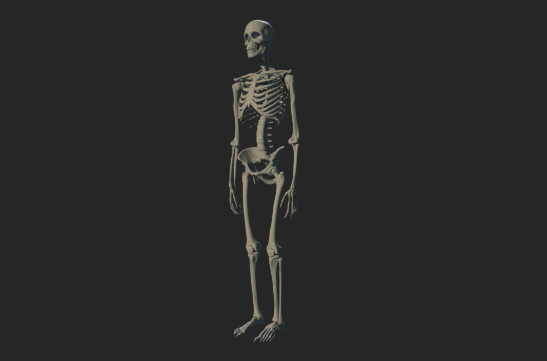 Skeleton 3d model